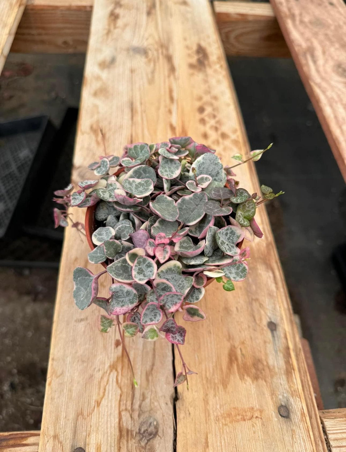 String of Hearts
