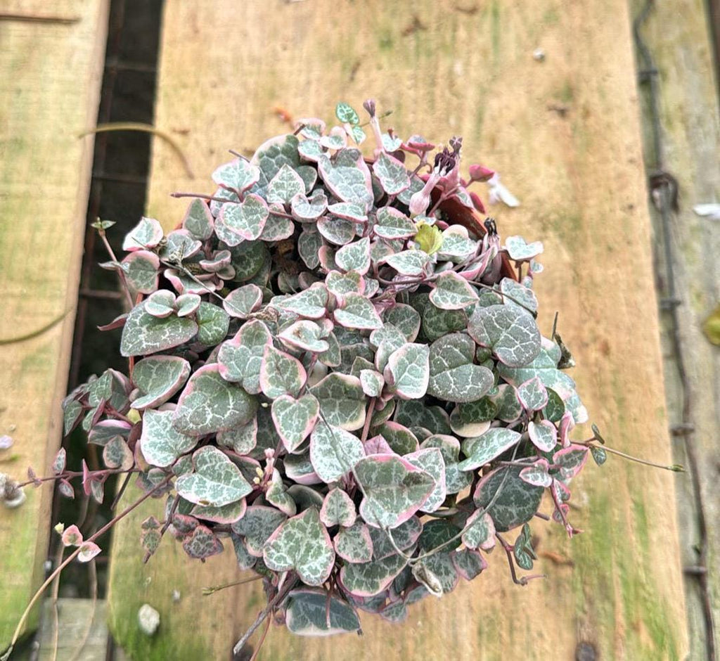 String of Hearts