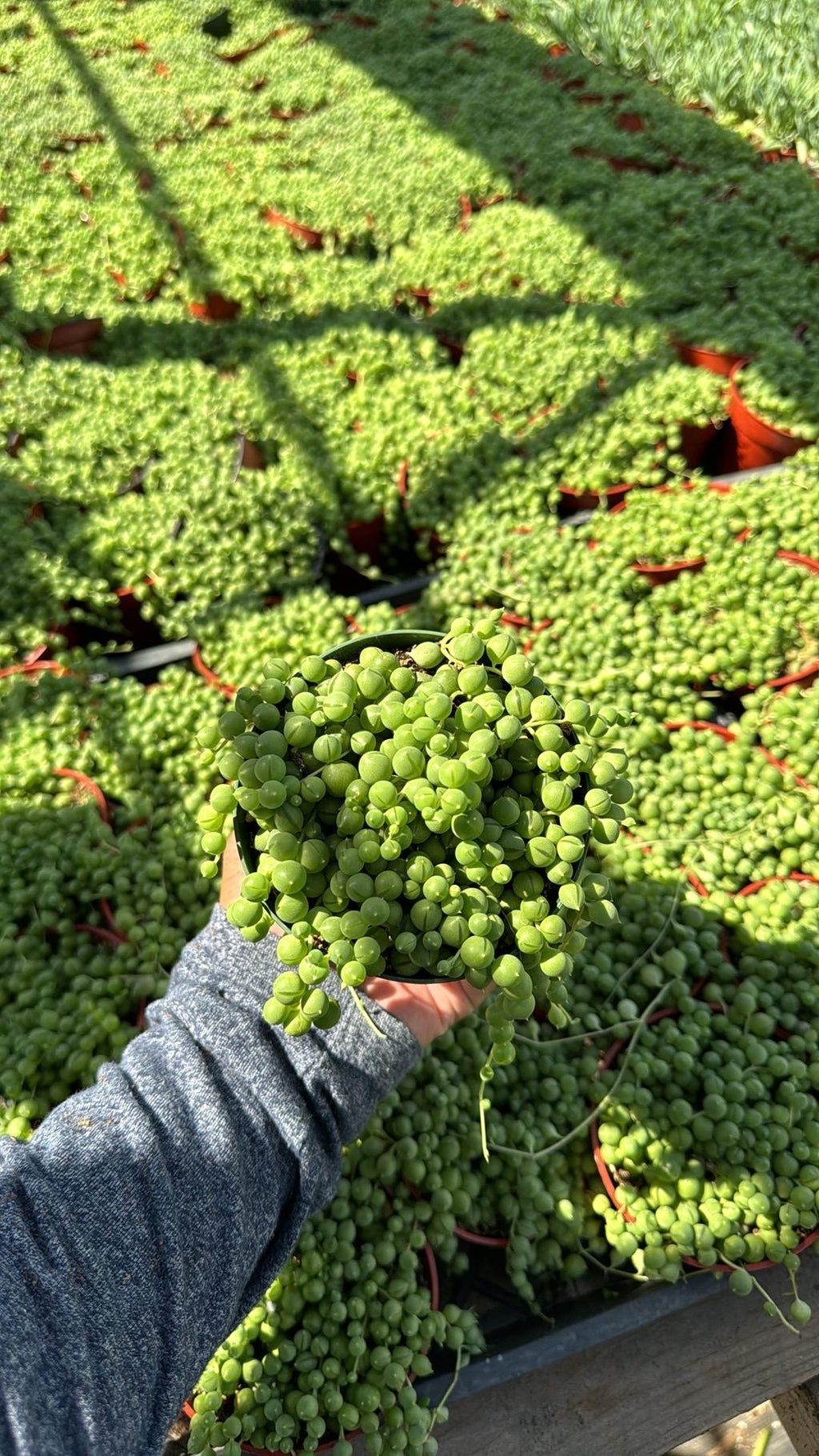 String of Pearls Plant - 4” Senecio Rowleyanus Trailing Houseplant
