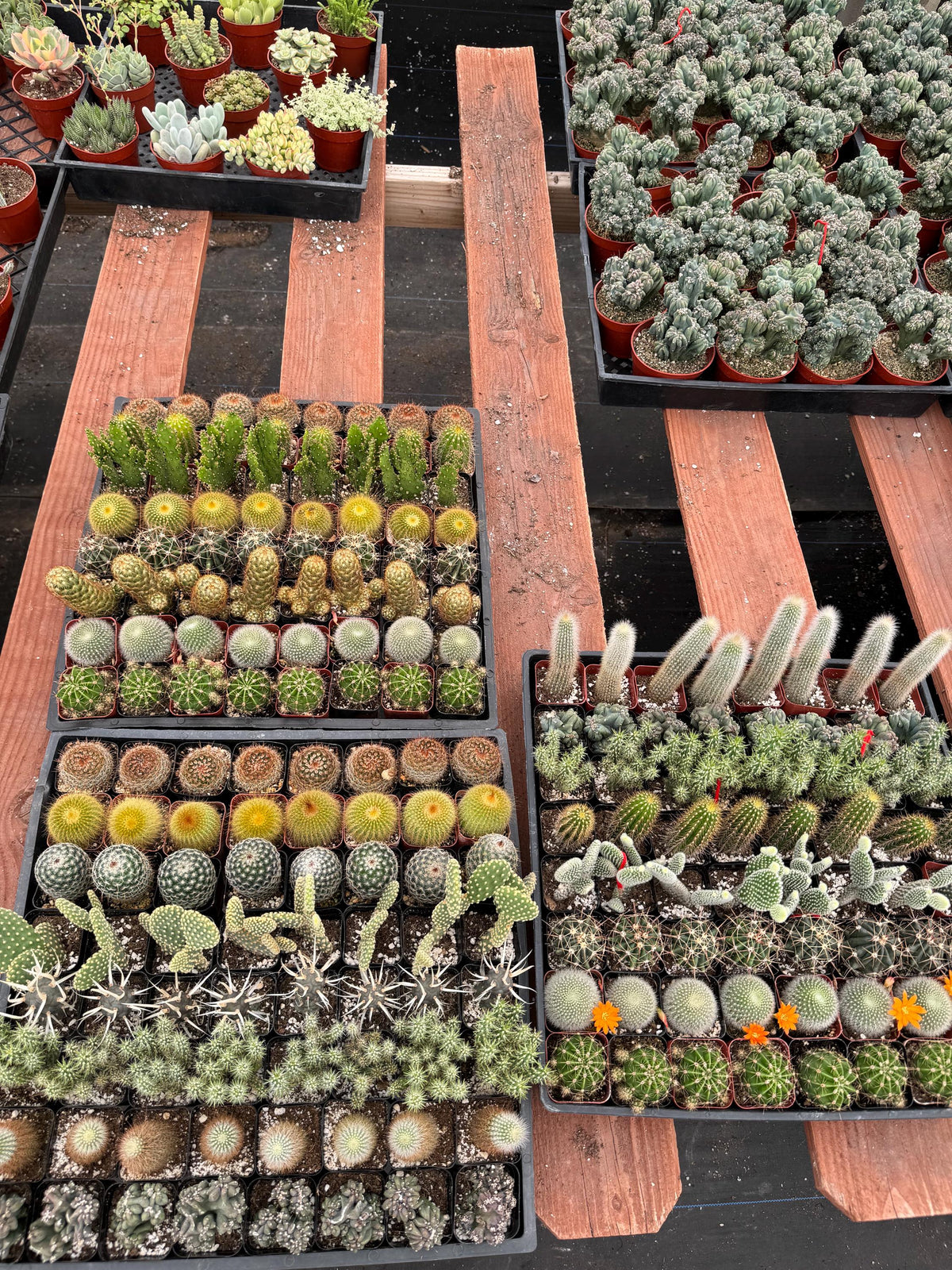 2” Cactus Assortment – 64 Live Plants Bulk Pack – Wholesale Succulents for Event