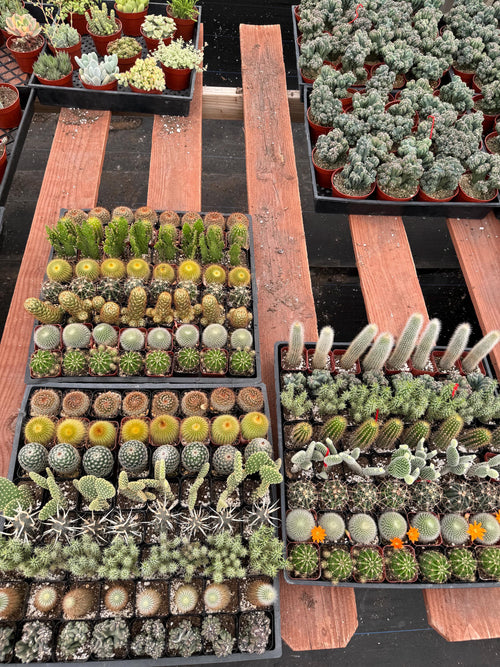 2” Cactus Assortment – 64 Live Plants Bulk Pack – Wholesale Succulents for Event