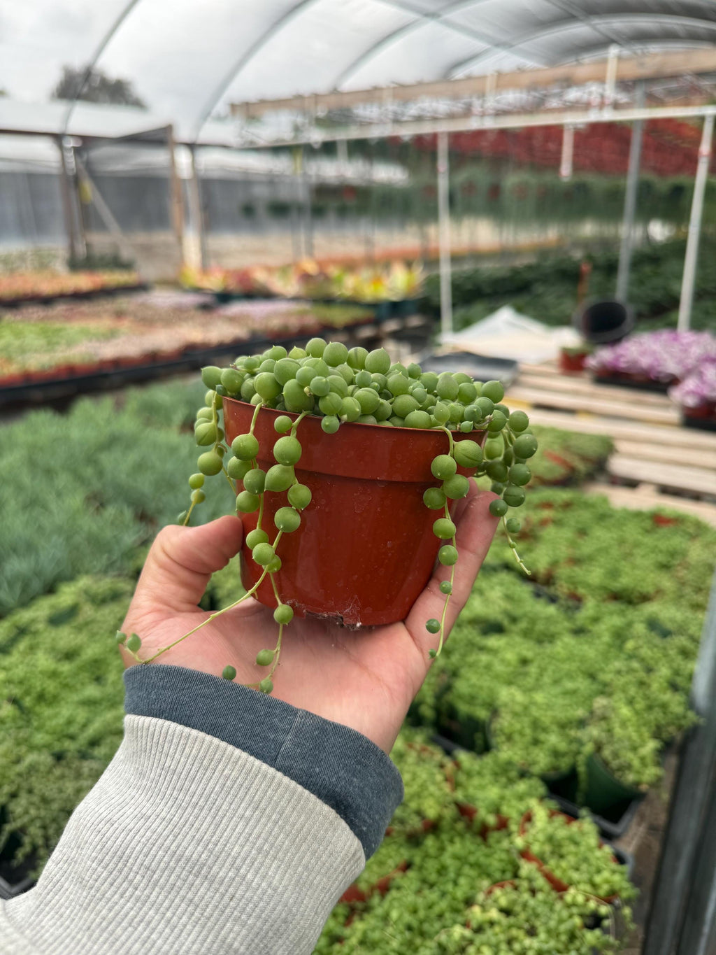 String of Pearls Plant - 4” Senecio Rowleyanus Trailing Houseplant