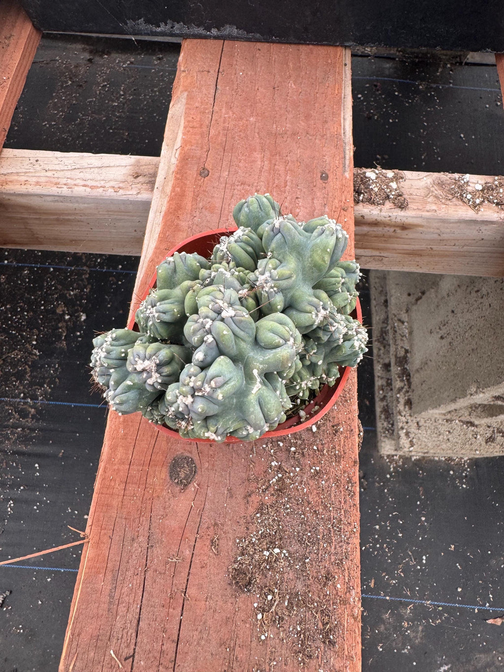 4” Monstrose ‘Ming Thing’ Cactus live plant