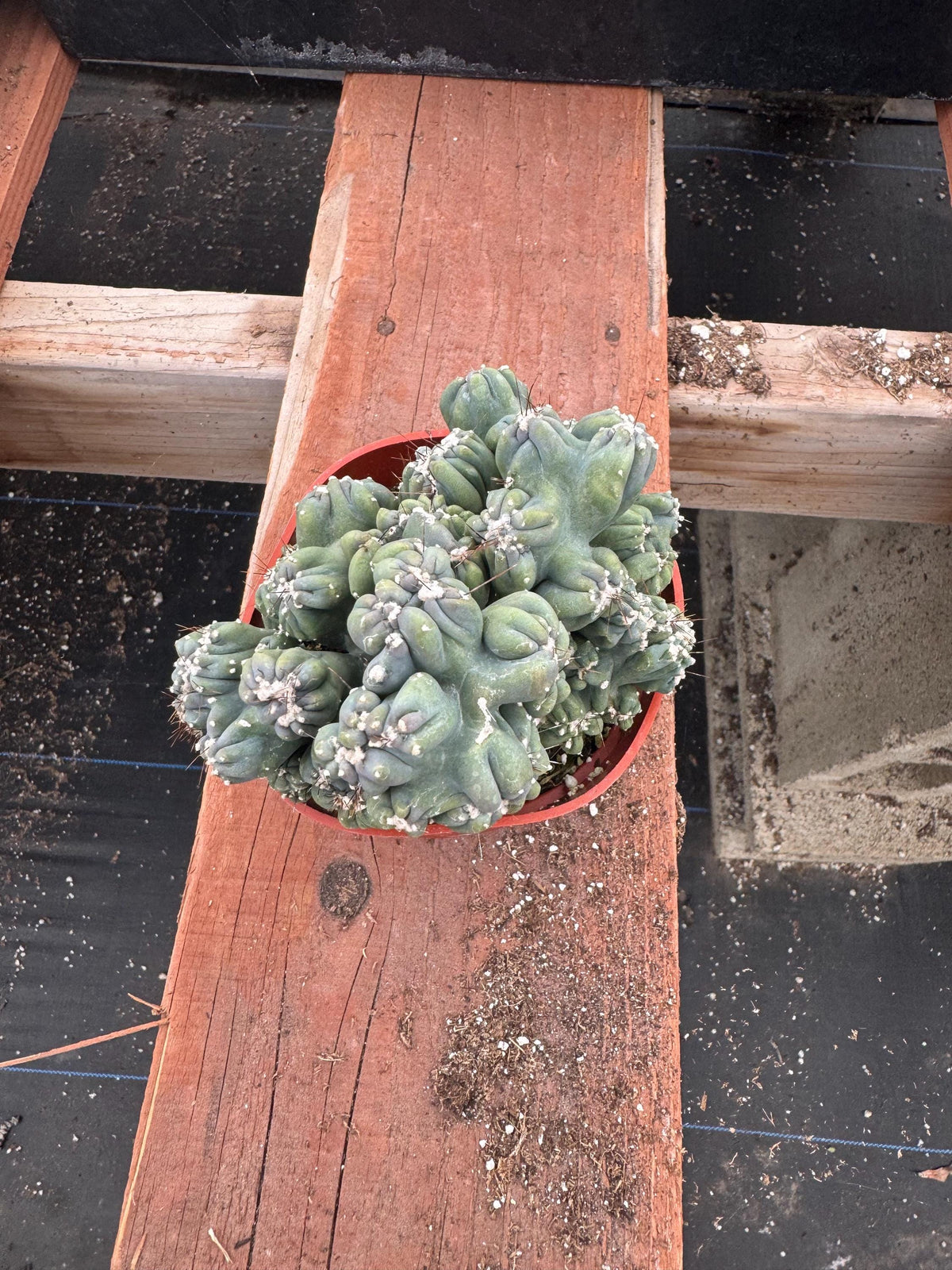4” Monstrose ‘Ming Thing’ Cactus live plant