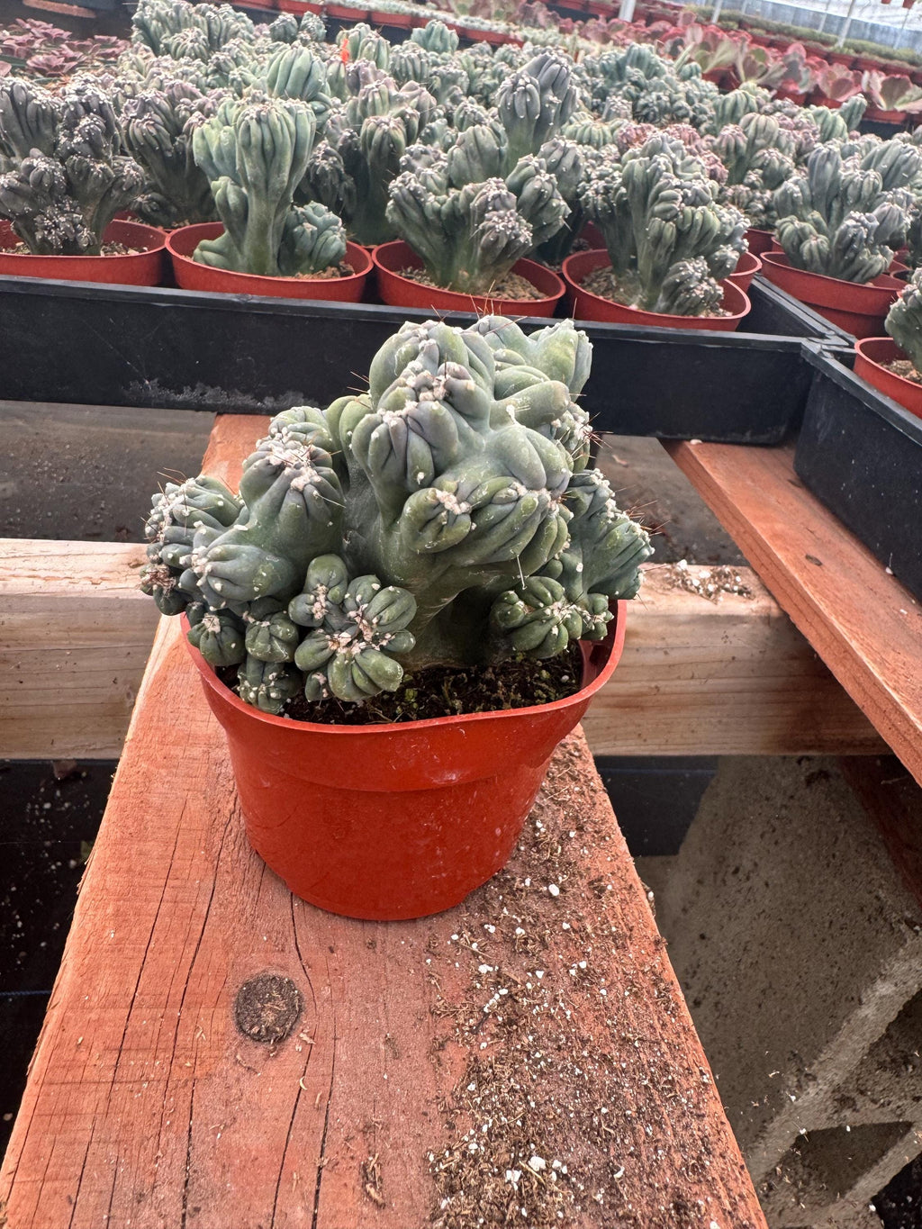 4” Monstrose ‘Ming Thing’ Cactus live plant