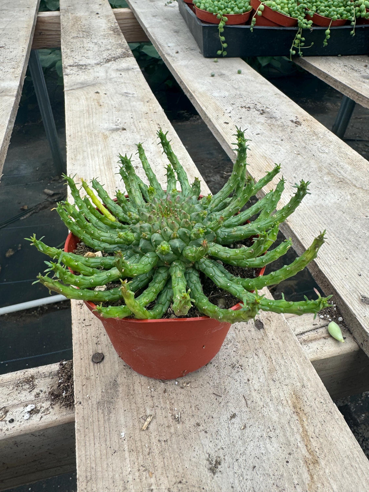 4” Euphorbia Medusa – Live Succulent House Plant – Unique Indoor Garden Gift