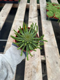 4” Euphorbia Medusa – Live Succulent House Plant – Unique Indoor Garden Gift