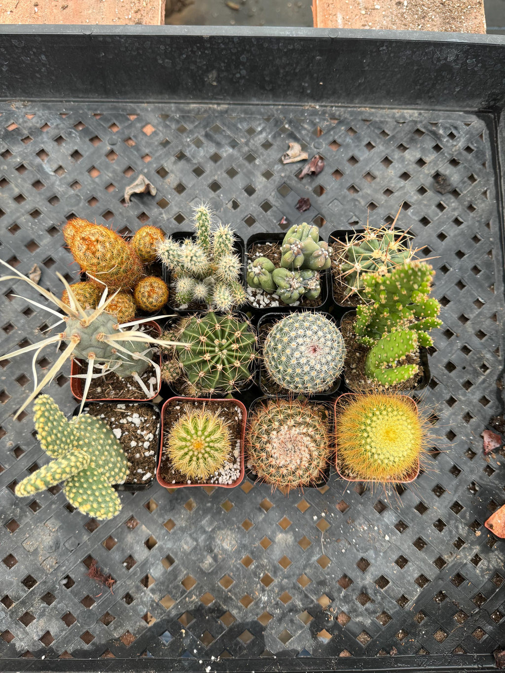 2” Cactus – 12 Live Plants Bulk Bundle – Assorted Succulent & Cacti Set, Party G