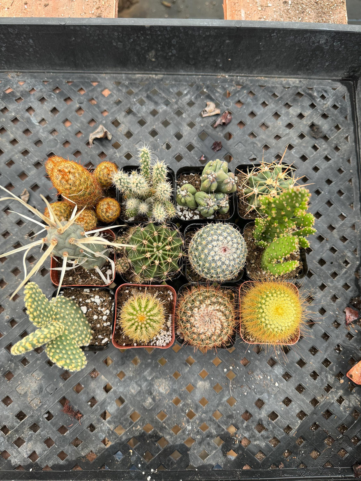 2” Cactus – 12 Live Plants Bulk Bundle