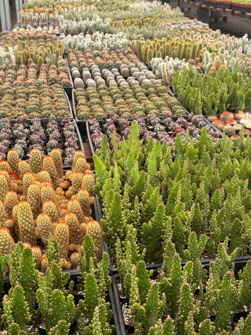 2” Cactus – 12 Live Plants Bulk Bundle – Assorted Succulent & Cacti Set, Party G