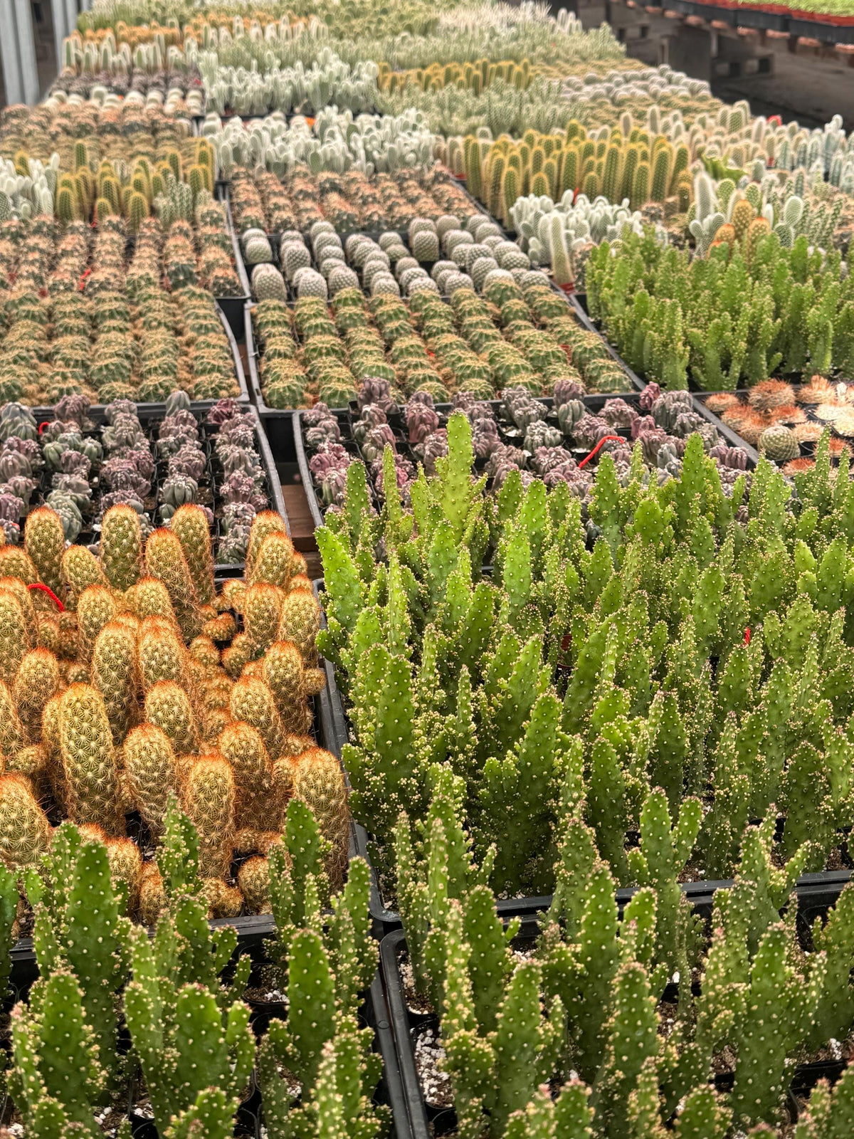 2” Cactus – 12 Live Plants Bulk Bundle – Assorted Succulent & Cacti Set, Party G