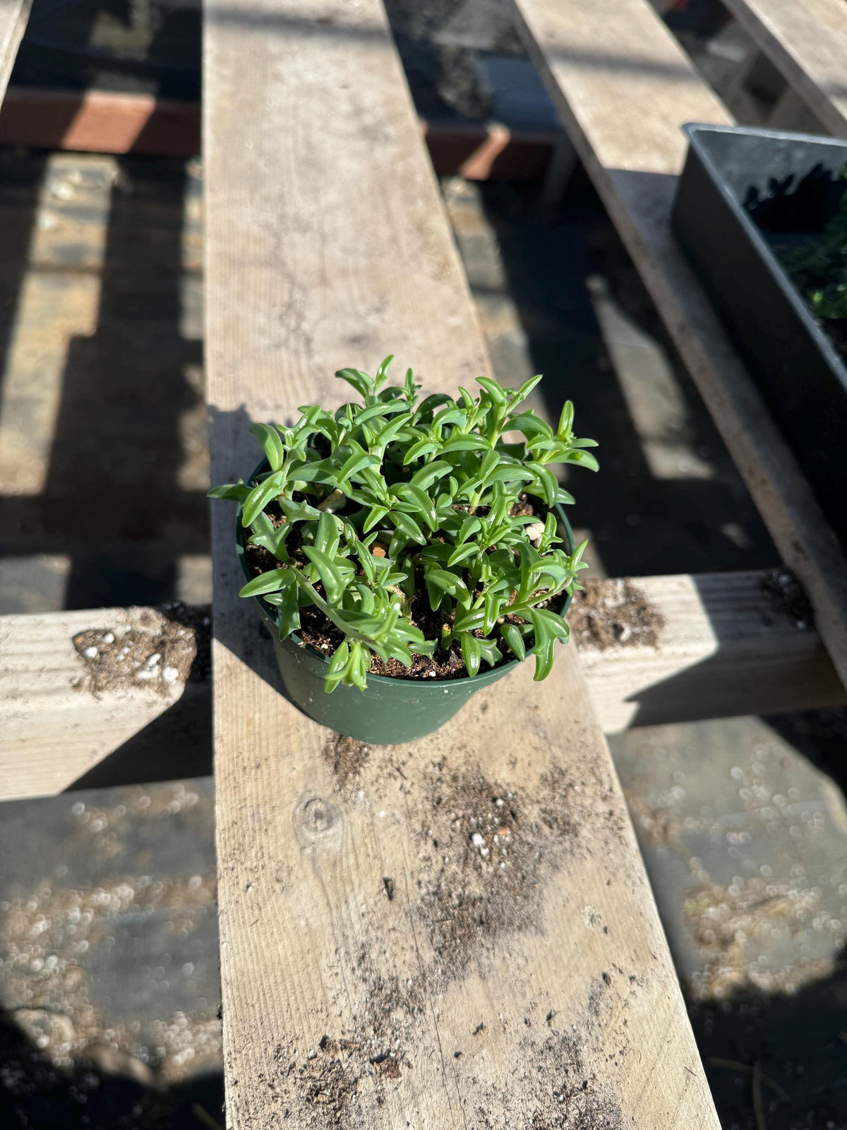 String Succulent Variety Pack – Live Trailing Houseplants (6 Pack)