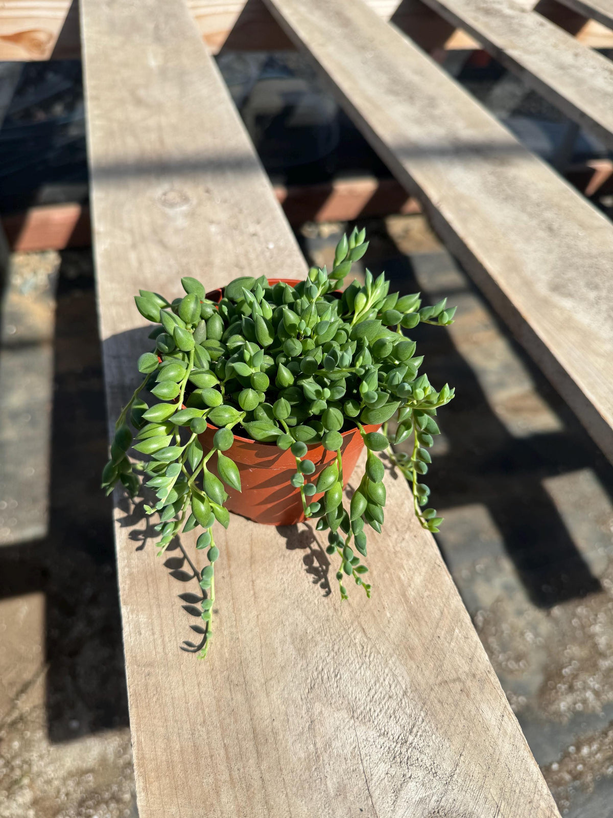 String Succulent Variety Pack – Live Trailing Houseplants (6 Pack)