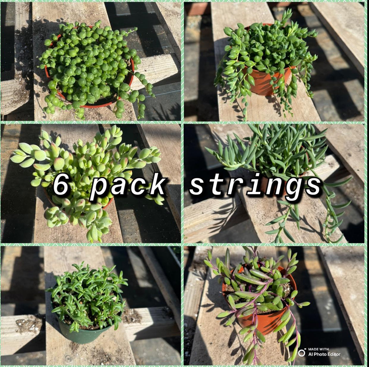 String Succulent Variety Pack – Live Trailing Houseplants (6 Pack)