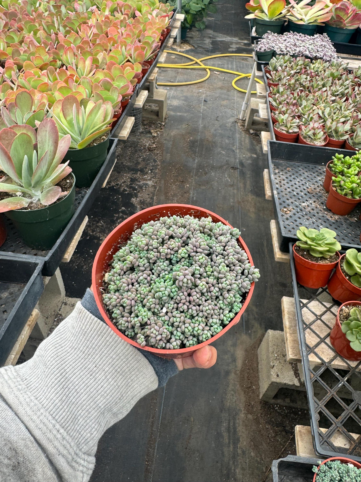 4” Sedum dasyphyllum ‘Minor’ – Live Succulent Plant | Miniature Stonecrop | Easy