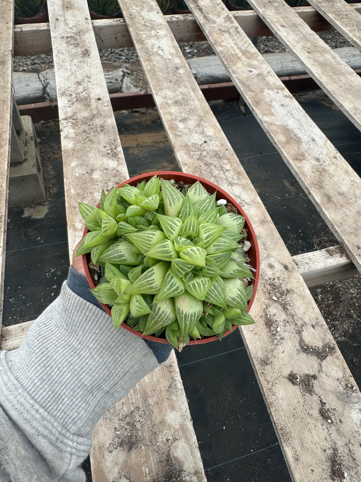 4” Haworthia Retusa live plant , house plant