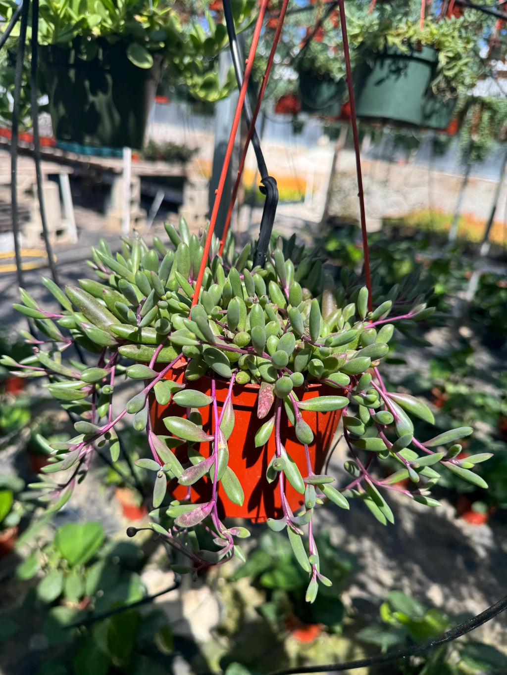 6” String of Ruby necklace live plant , house plant
