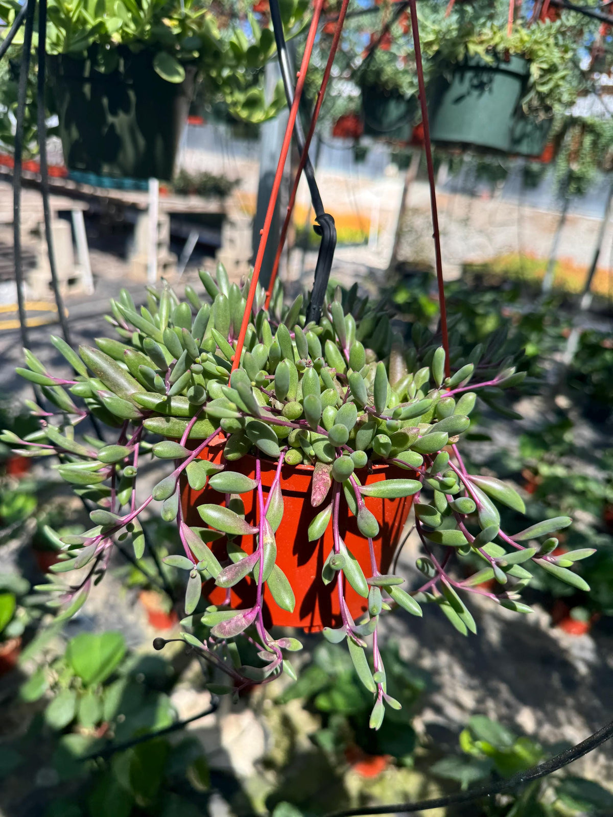 6” String of Ruby necklace live plant , house plant