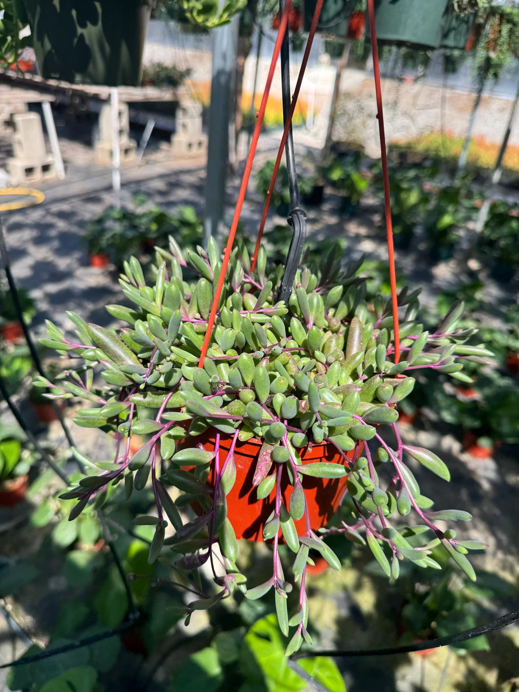 6” String of Ruby necklace live plant , house plant