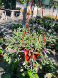 6” String of Ruby necklace live plant , house plant