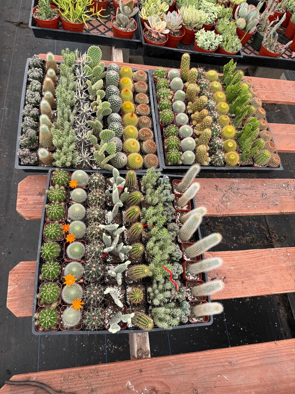 2” Cactus Assortment – 64 Live Plants Bulk Pack – Wholesale Succulents for Event
