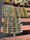 2” Cactus Assortment – 64 Live Plants Bulk Pack – Wholesale Succulents for Event