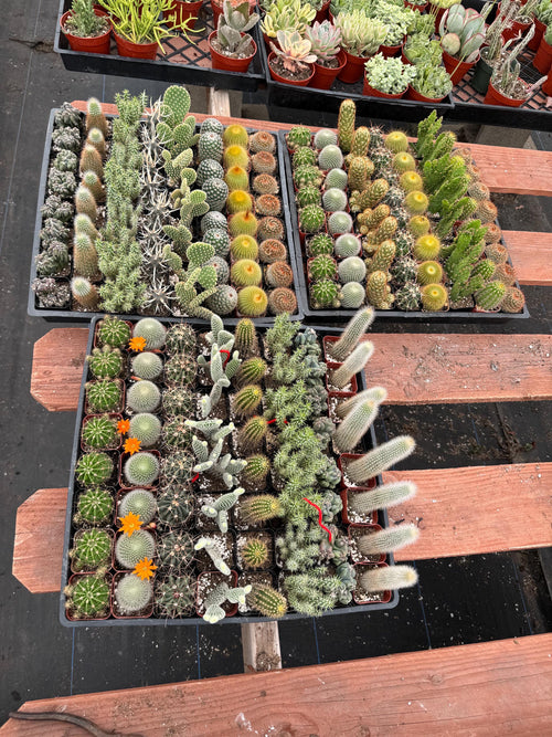 2” Cactus Assortment – 64 Live Plants Bulk Pack – Wholesale Succulents for Event