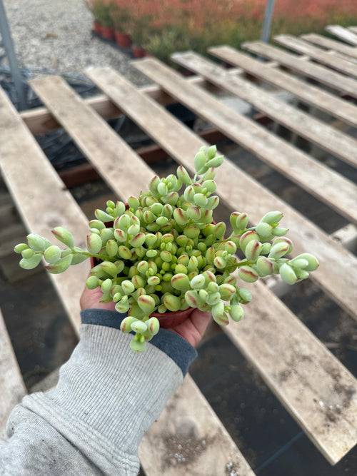 4” Cotyledon Pendens – Live Succulent Plant | Trailing Houseplant | Easy Care In