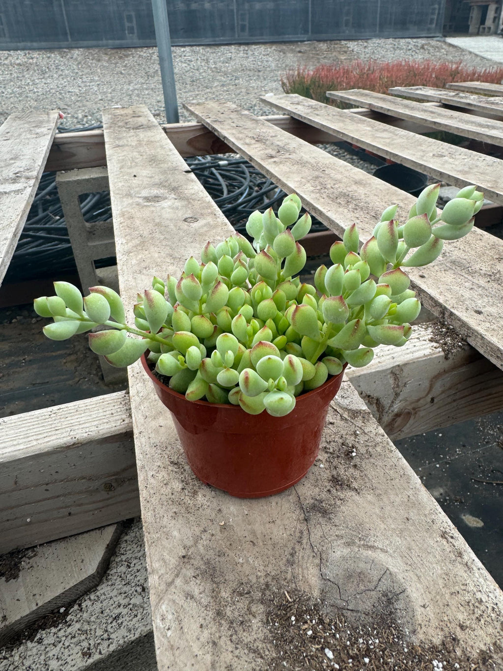 4” Cotyledon Pendens – Live Succulent Plant | Trailing Houseplant | Easy Care In