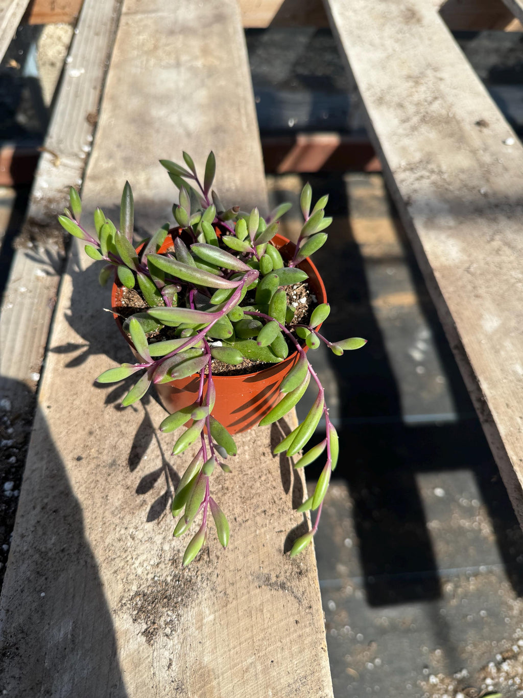String Succulent Variety Pack – Live Trailing Houseplants (6 Pack)