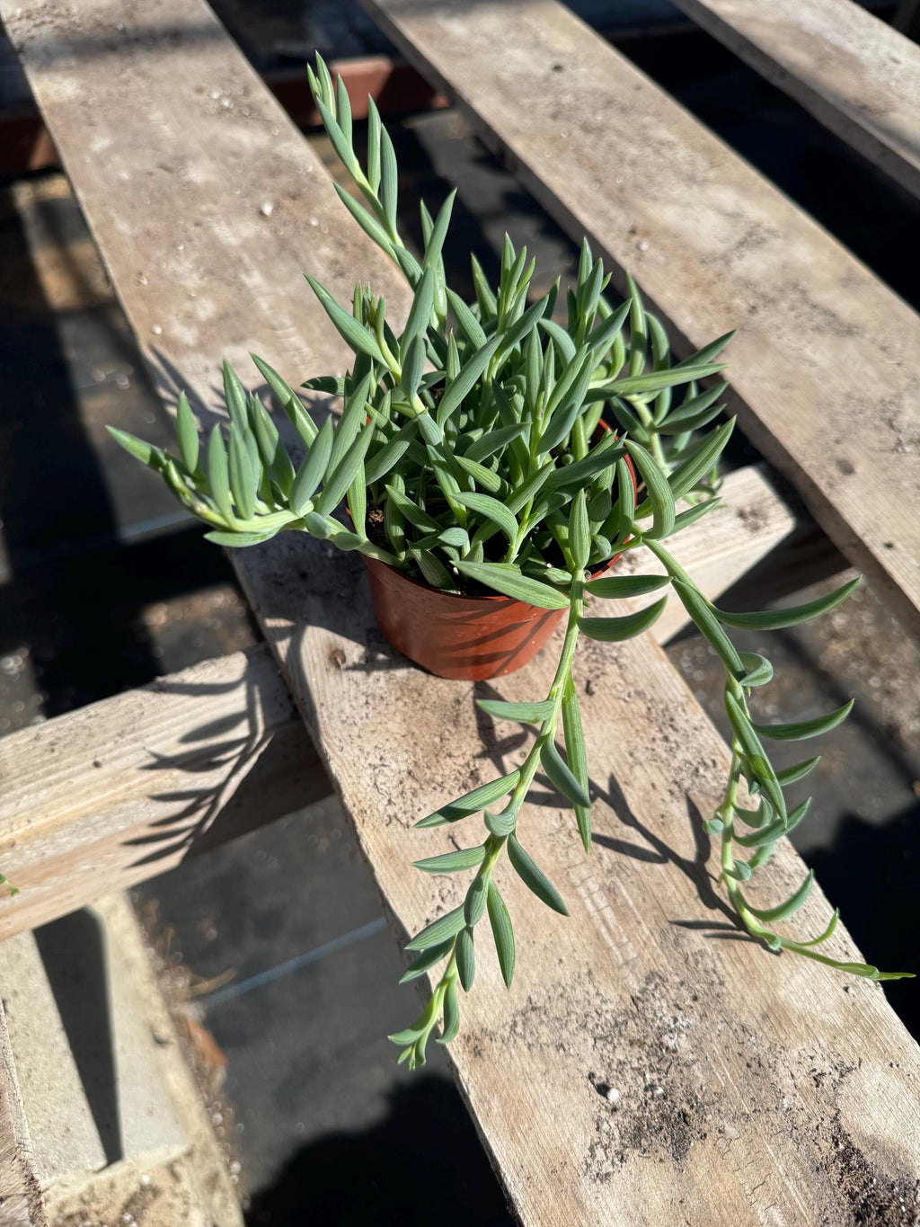 String Succulent Variety Pack – Live Trailing Houseplants (6 Pack)