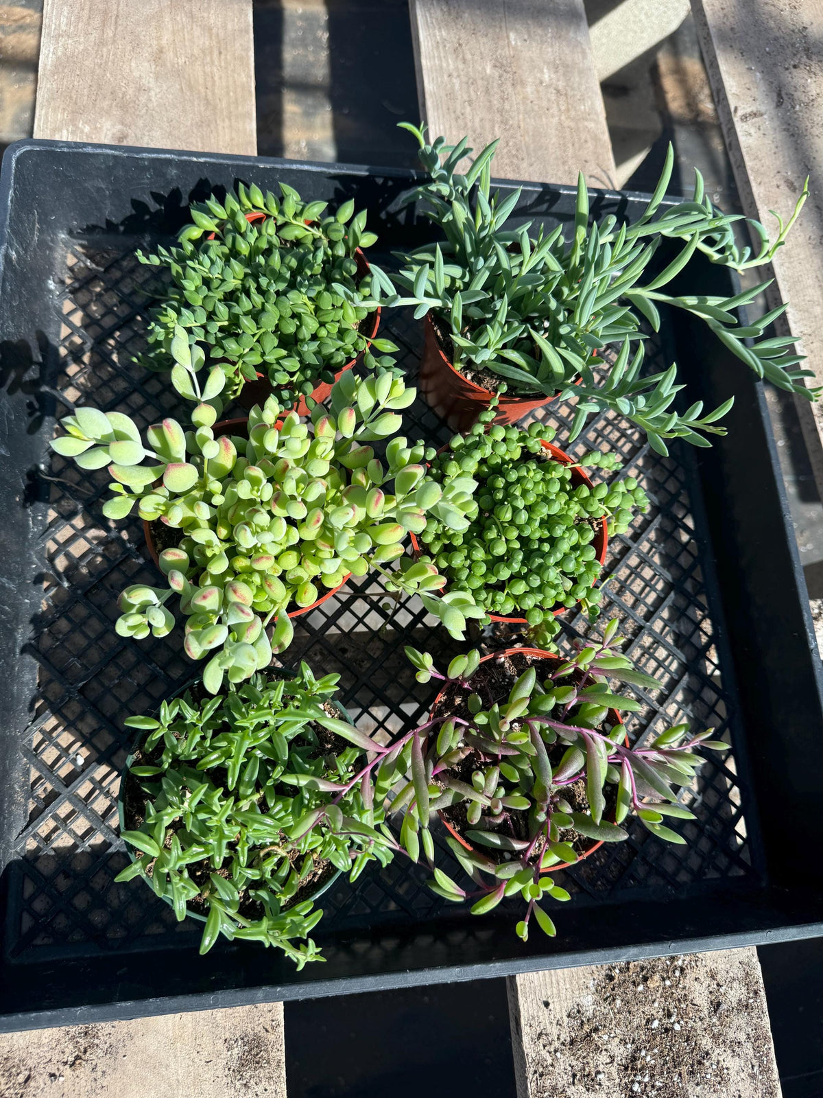 String Succulent Variety Pack – Live Trailing Houseplants (6 Pack)