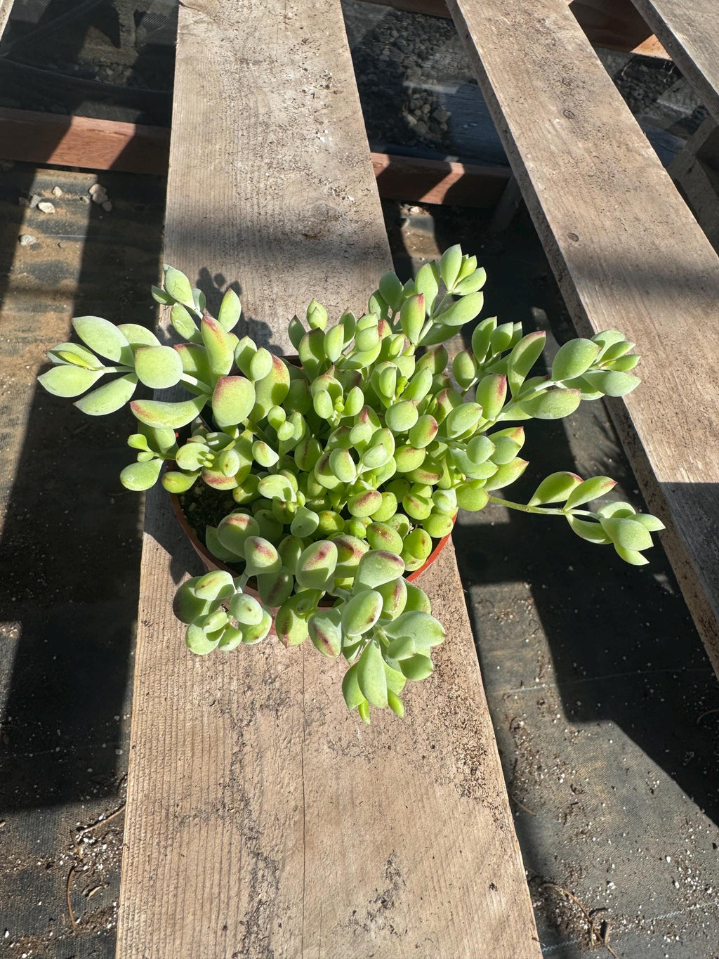 String Succulent Variety Pack – Live Trailing Houseplants (6 Pack)