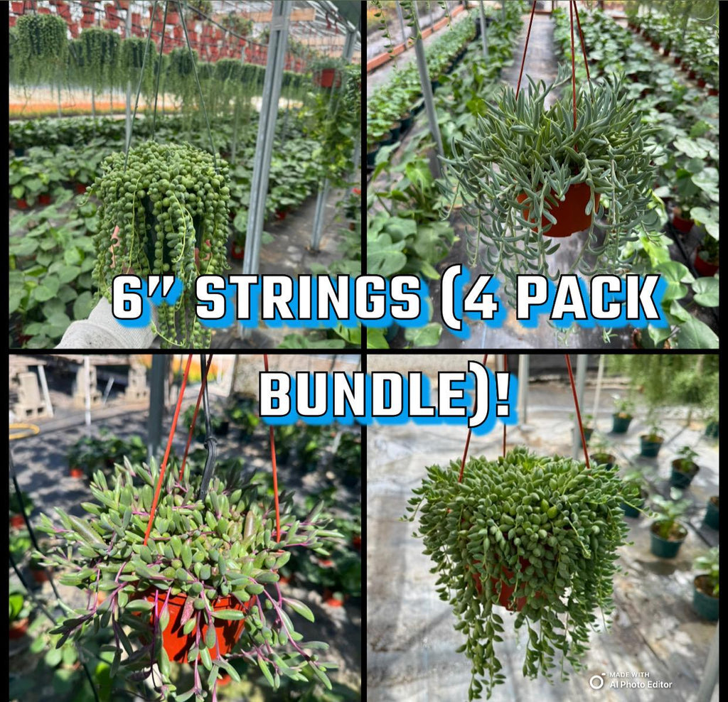 6" String Succulents – Live Plant Variety Pack (4 Plants)