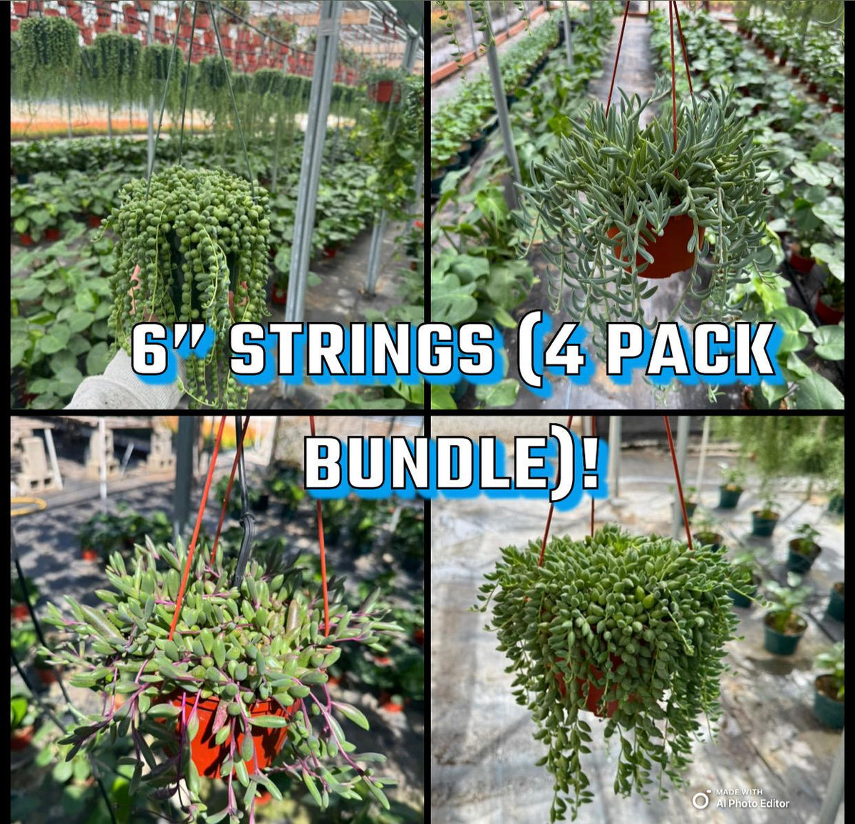 6" String Succulents – Live Plant Variety Pack (4 Plants)