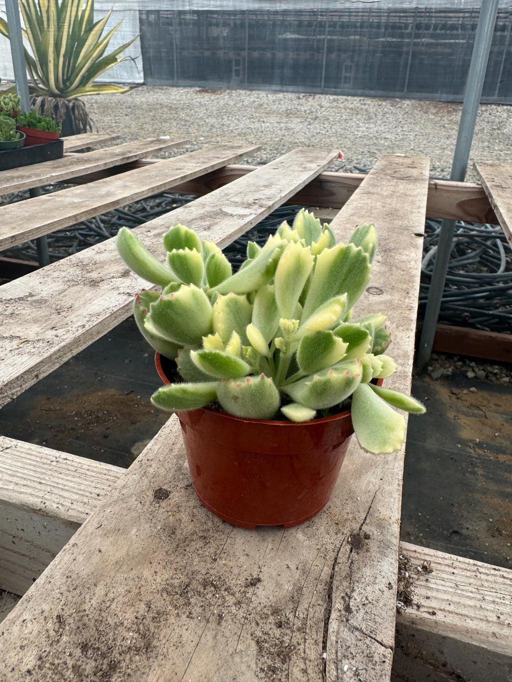 String Succulent Variety Pack – Live Trailing Houseplants (6 Pack)