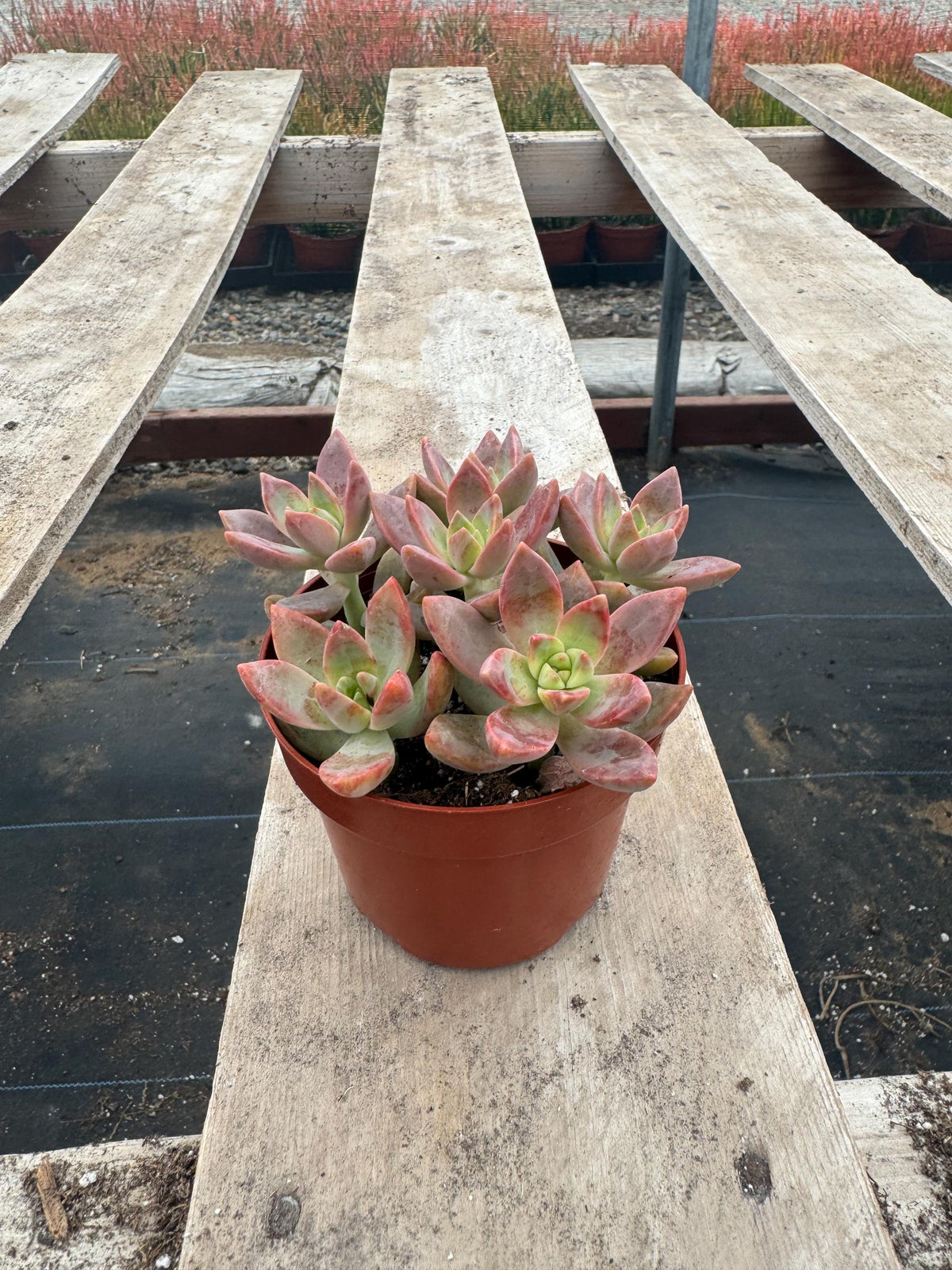 4” California Sunset Graptosedum – Live Succulent Plant | Colorful Rosette House