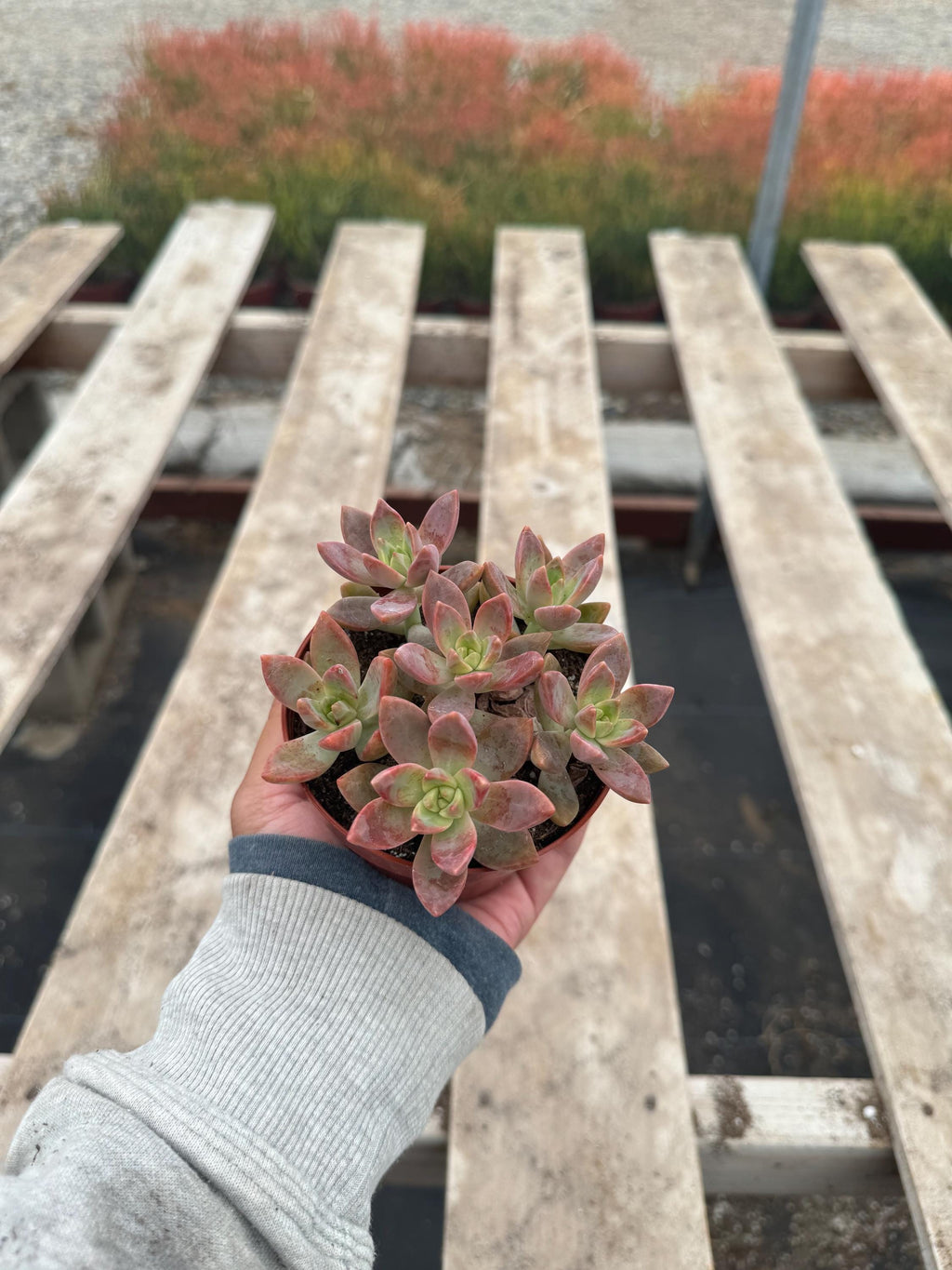 4” California Sunset Graptosedum – Live Succulent Plant | Colorful Rosette House