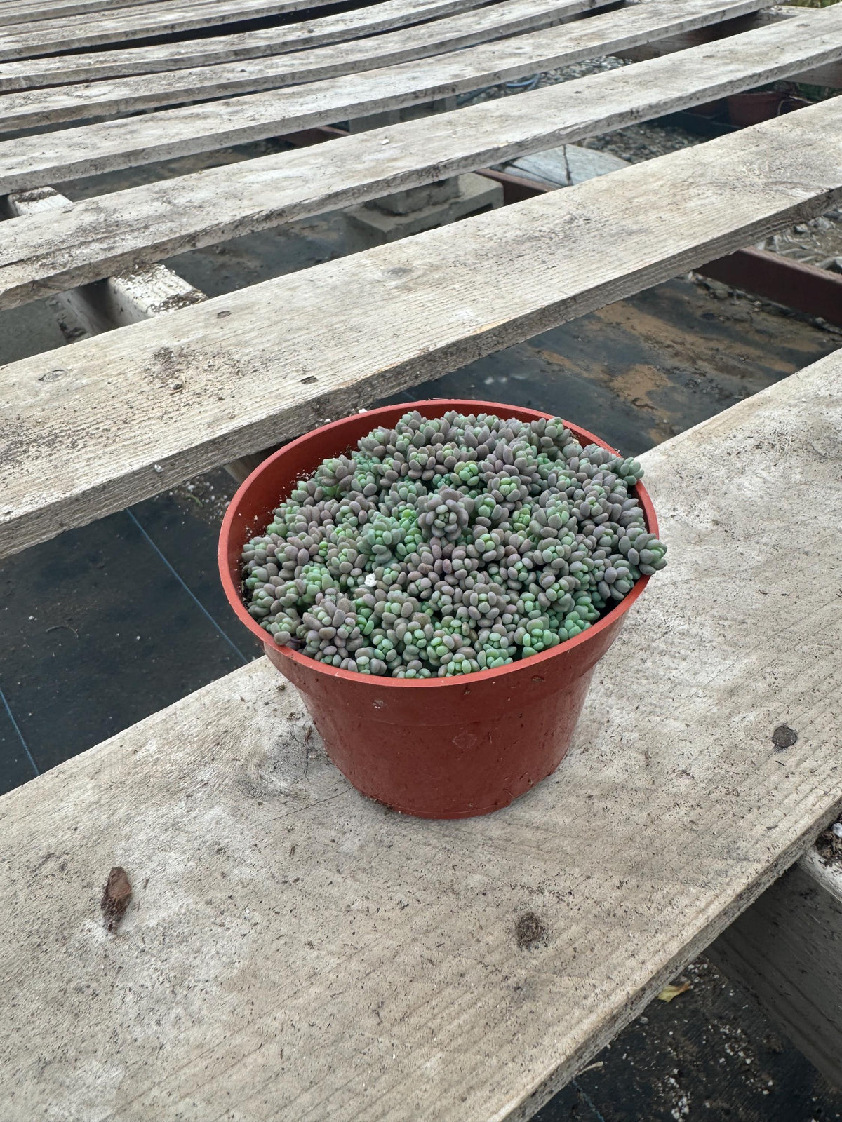 4” Sedum dasyphyllum ‘Minor’ – Live Succulent Plant | Miniature Stonecrop | Easy