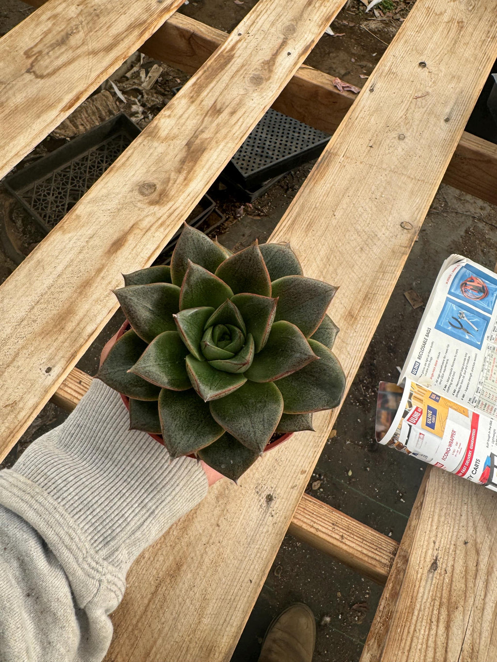 Echeveria Purpusorum – 4” Rosette Succulent, Unique Houseplant