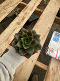 Echeveria Purpusorum – 4” Rosette Succulent, Unique Houseplant