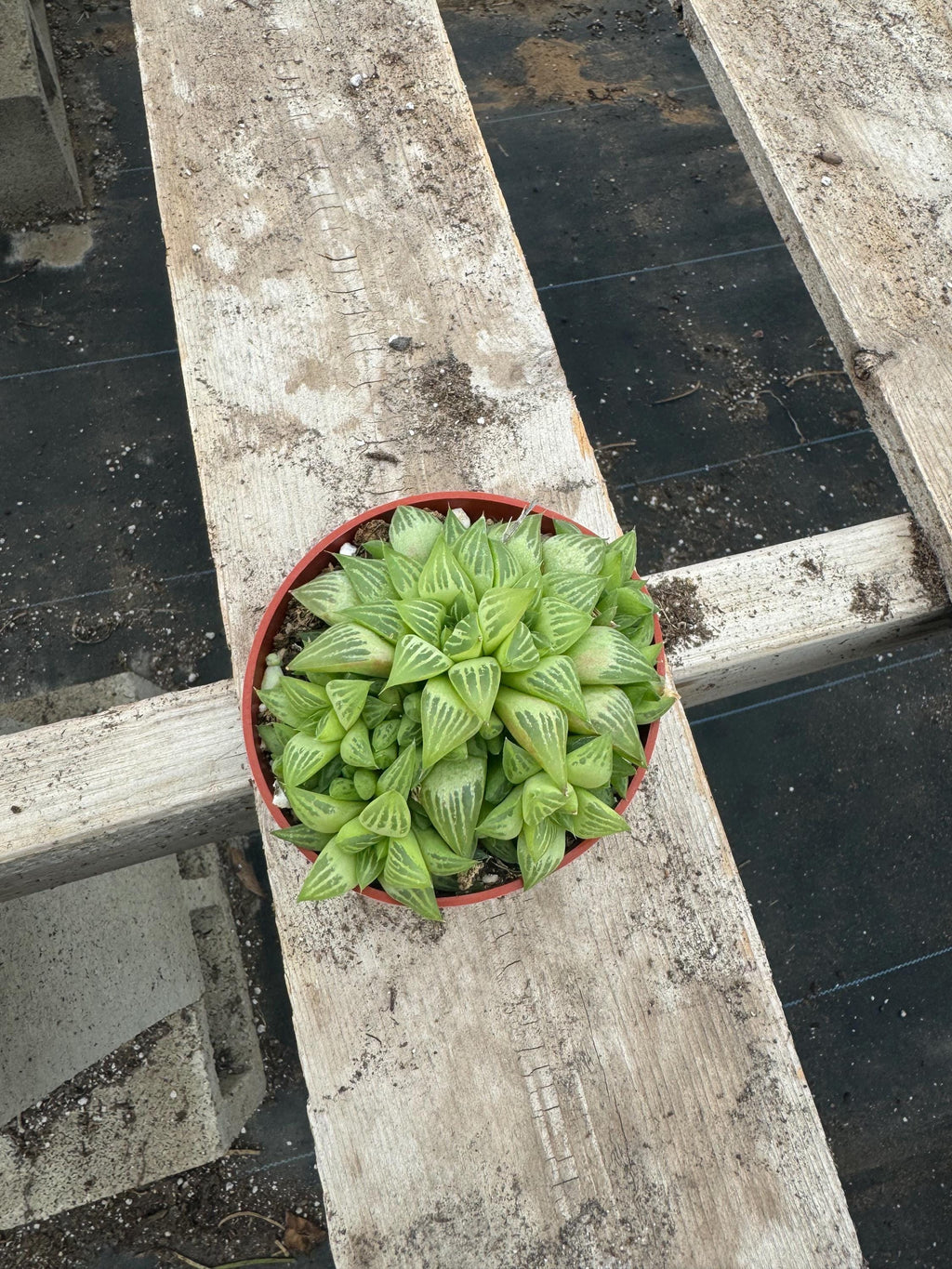 4” Haworthia Retusa live plant , house plant