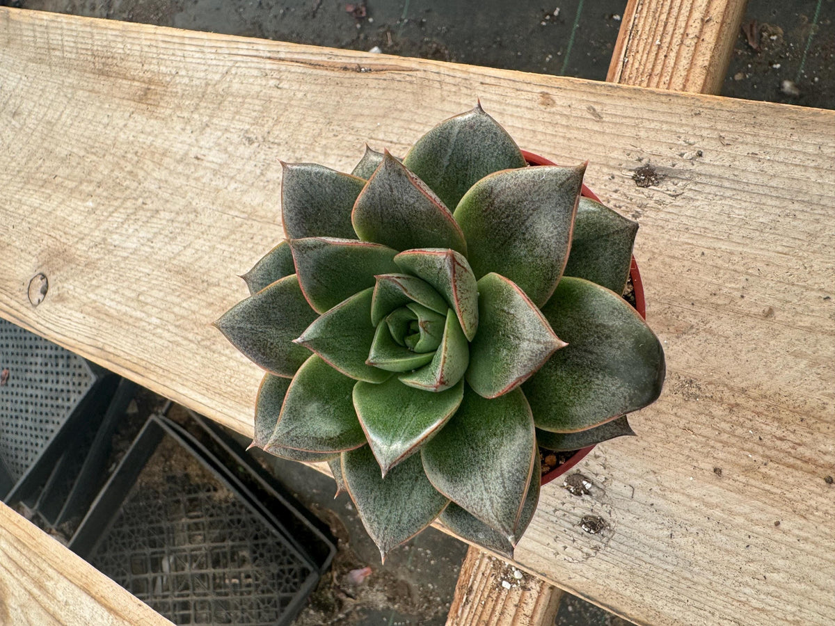 Echeveria Purpusorum – 4” Rosette Succulent, Unique Houseplant