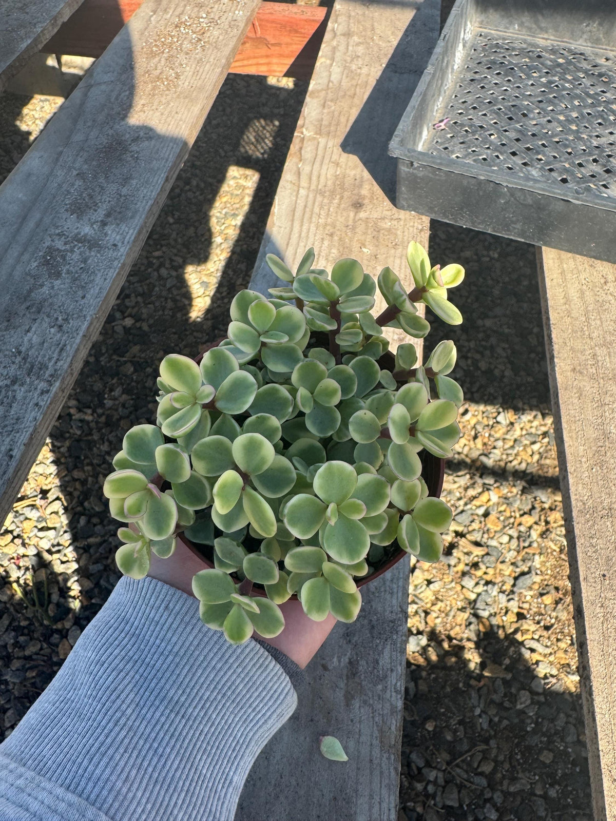 4” Portulacaria Variegated – Live Succulent Plant | Variegated Elephant Bush | E
