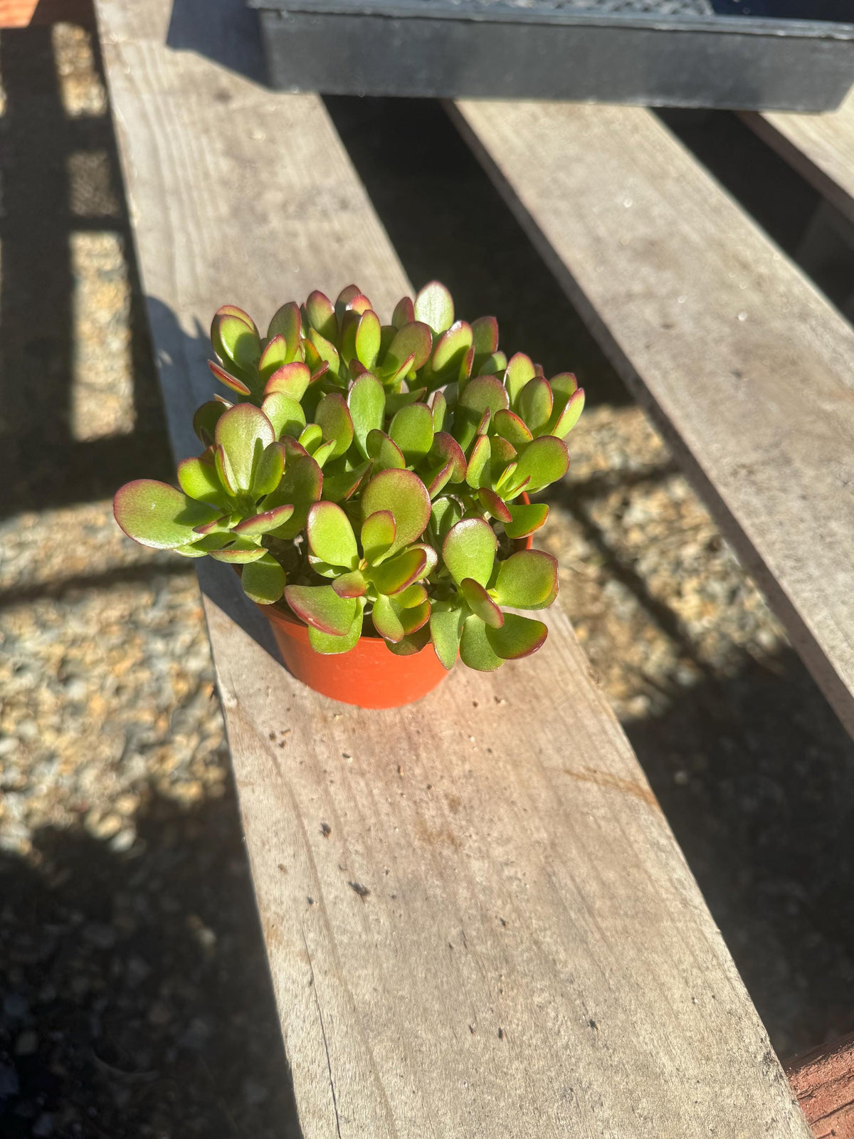 4” Jade Crosby Live Succulent – Easy Care Indoor Plant