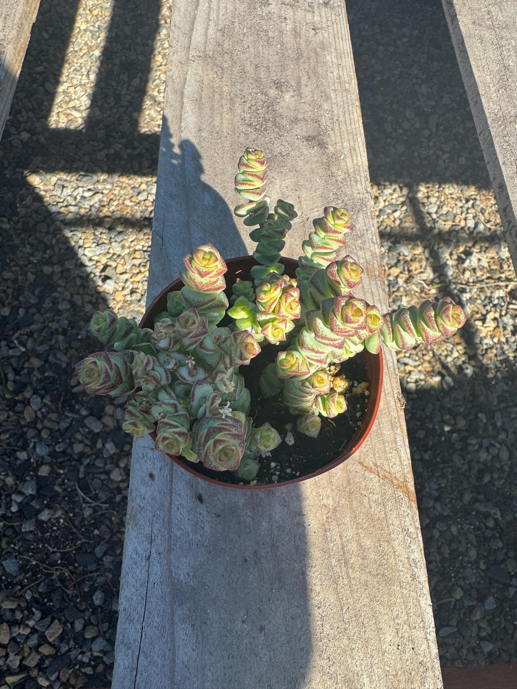 4” Crassula Baby Necklace – Live Succulent Plant | Trailing Houseplant | Easy Ca