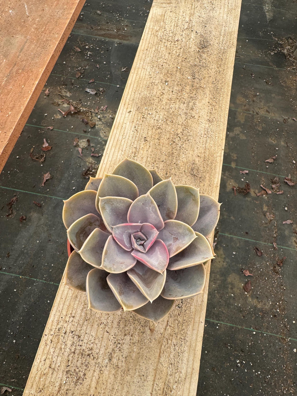 4” Perle Von Succulent – Live House Plant – Indoor Garden Gift, Easy Care