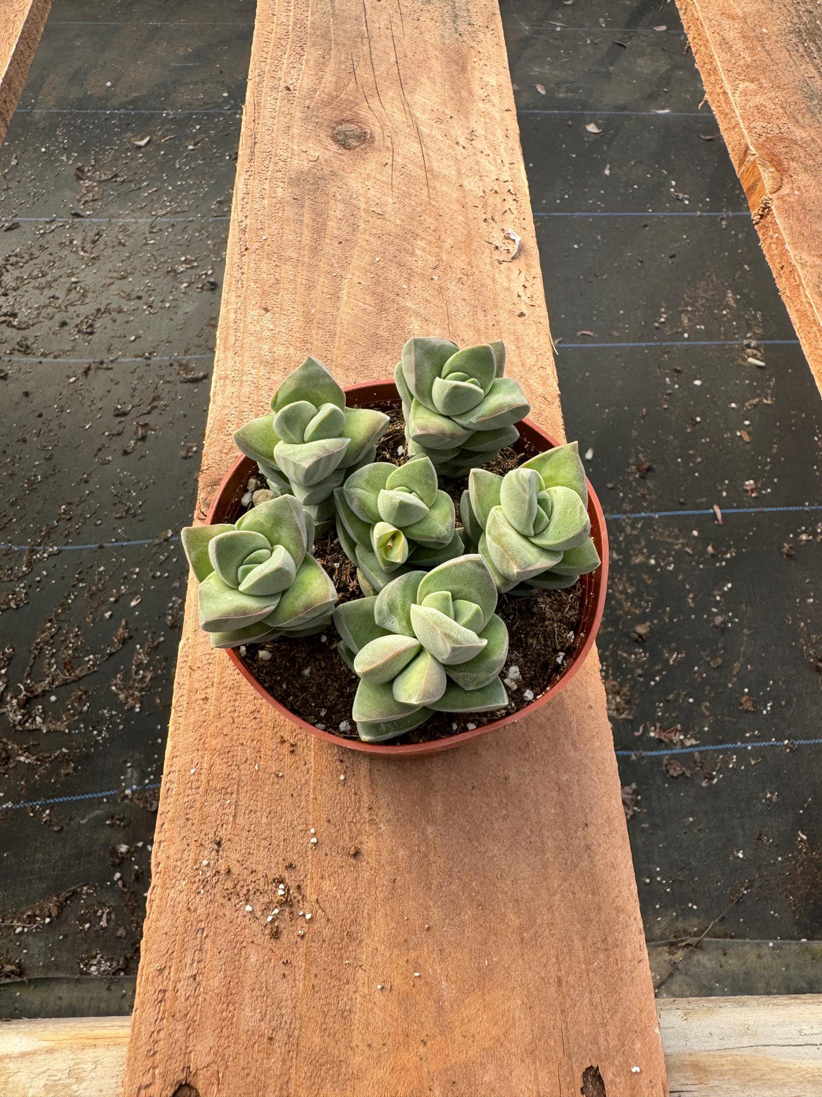 Crassula 'Moonglow' Succulent - Stacked Geometric Indoor Plant