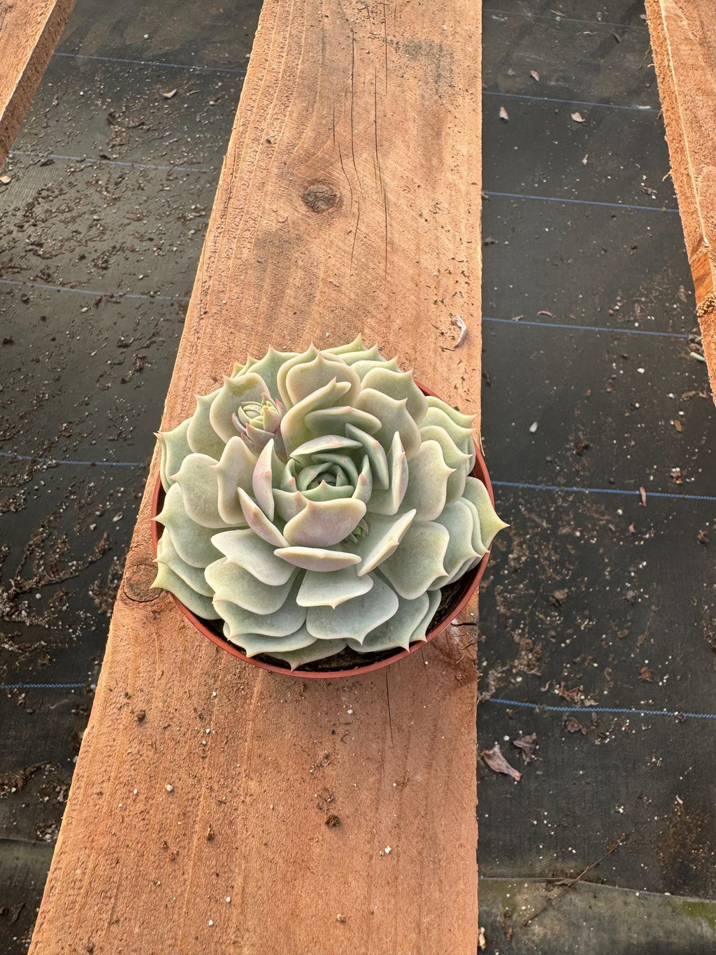 4” Echeveria Lola – Live Succulent House Plant – Rosette, Indoor Garden Gift