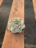 4” Echeveria Lola – Live Succulent House Plant – Rosette, Indoor Garden Gift